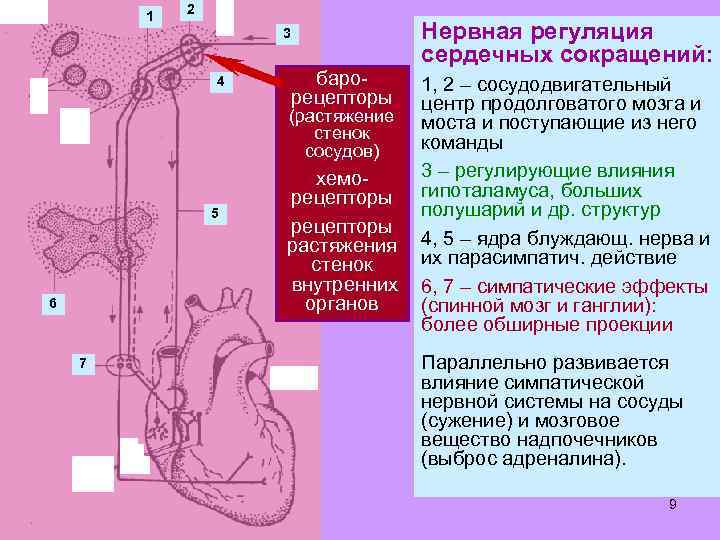 Продолговатый мозг нервные центры регуляции. Регуляция сердечных сокращений. Нервная регуляция. Нервная регуляция сердца схема. Нервные центры регуляции сердечной деятельности.