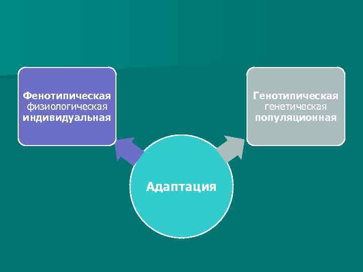 Фенотипическая физиологическая индивидуальная Генотипическая генетическая популяционная Адаптация 