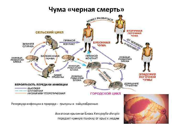 Чума «черная смерть» Резервуар инфекции в природе - грызуны и зайцеобразные Азиатская крысиная блоха