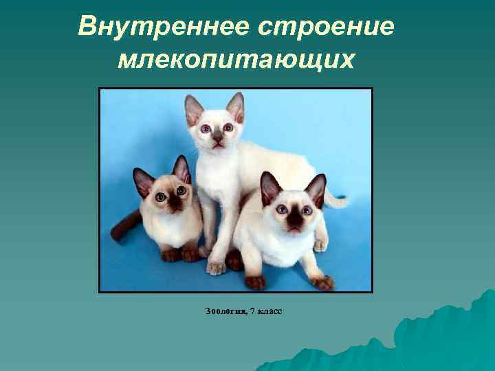 Внутреннее строение млекопитающих Зоология, 7 класс 