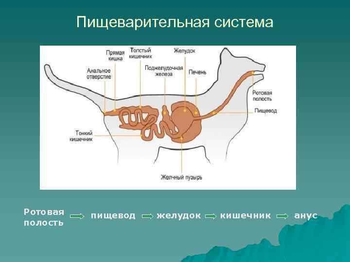 Пищеварительная система Ротовая полость пищевод желудок кишечник анус 