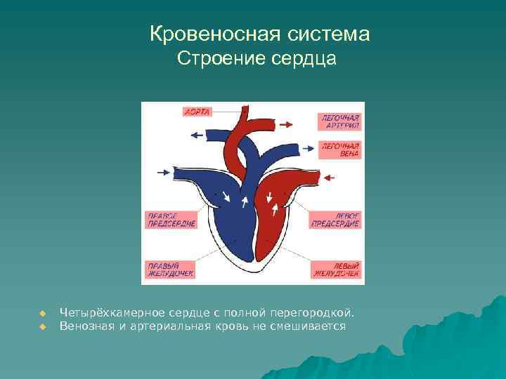 Кровеносная система Строение сердца u u Четырёхкамерное сердце с полной перегородкой. Венозная и артериальная