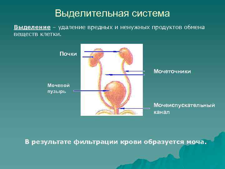 Выделительная система Выделение – удаление вредных и ненужных продуктов обмена веществ клетки. Почки Мочеточники