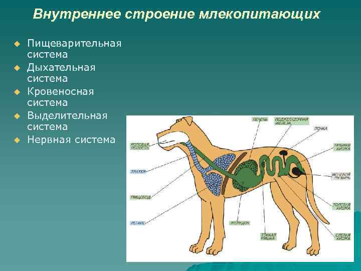 Внутреннее строение млекопитающих u u u Пищеварительная система Дыхательная система Кровеносная система Выделительная система