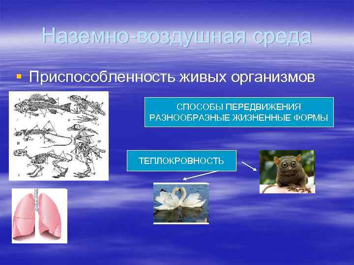Наземно-воздушная среда § Приспособленность живых организмов СПОСОБЫ ПЕРЕДВИЖЕНИЯ РАЗНООБРАЗНЫЕ ЖИЗНЕННЫЕ ФОРМЫ ТЕПЛОКРОВНОСТЬ 
