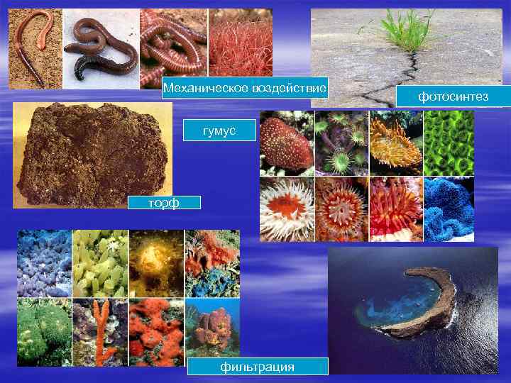 Механическое воздействие гумус торф фильтрация фотосинтез 