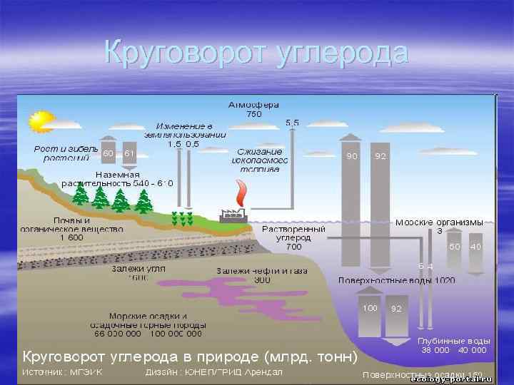 Круговорот углерода 