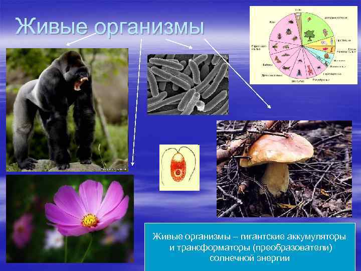 Живые организмы – гигантские аккумуляторы и трансформаторы (преобразователи) солнечной энергии 