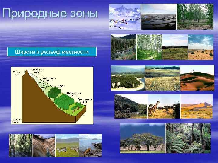 Природные зоны Широта и рельеф местности 