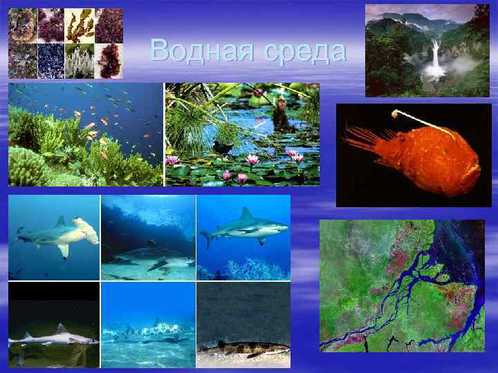 Водная среда 