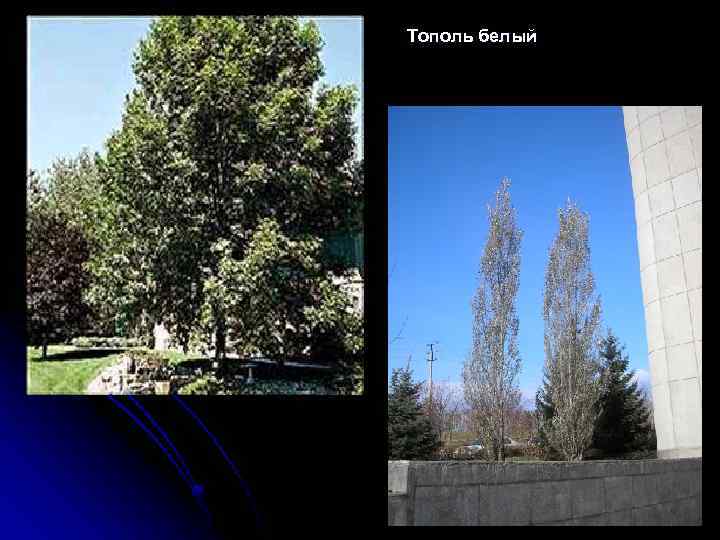 Тополь белый 
