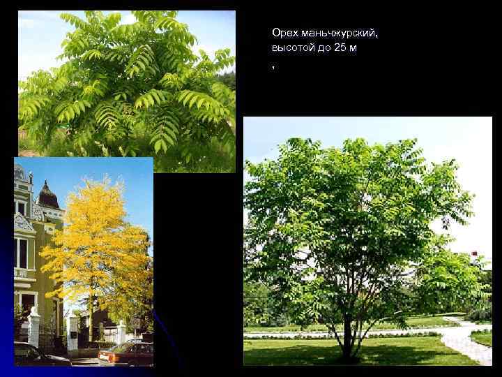 Орех маньчжурский, высотой до 25 м , 