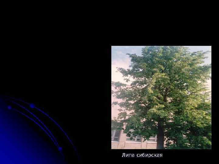 Липа сибирская 