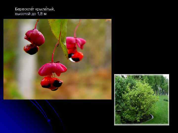 Берескле т крыла тый, высотой до 1, 8 м 