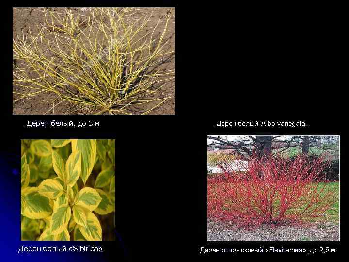 Дерен белый, до 3 м Дерен белый «Sibirica» Дёрен белый 'Albo-variegata'. Дерен отпрысковый «Flaviramea»