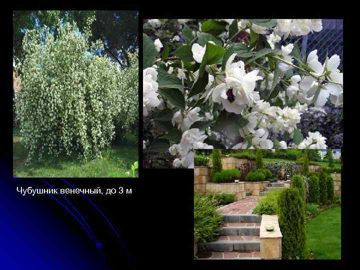 Чубушник венечный, до 3 м 