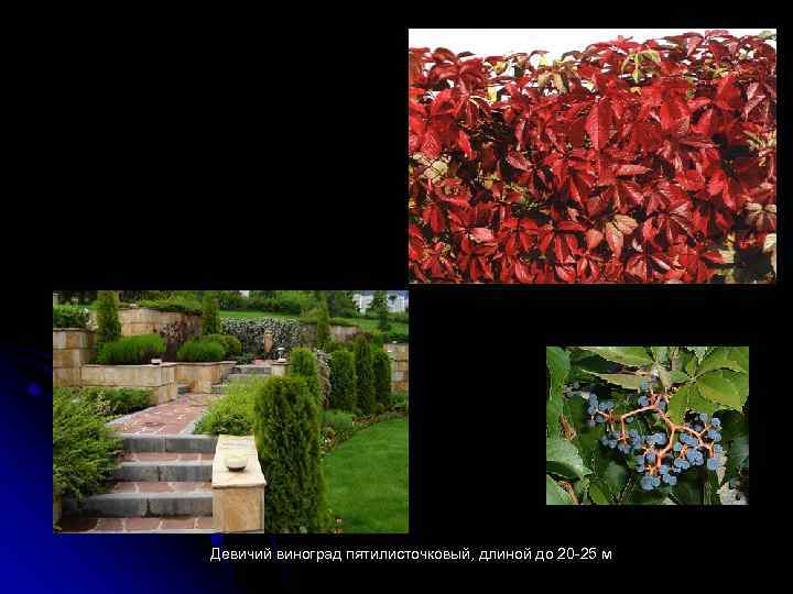 Девичий виноград пятилисточковый, длиной до 20 -25 м 