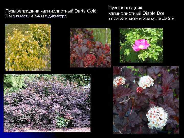 Пузыреплодник калинолистный Darts Gold, 3 м в высоту и 3 -4 м в диаметре