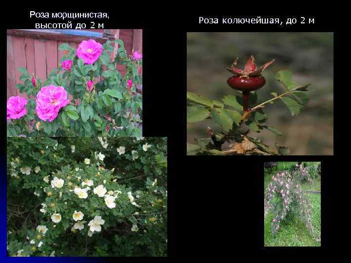 Роза морщинистая, высотой до 2 м Роза колючейшая, до 2 м 