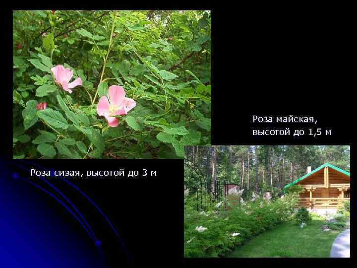 Роза майская, высотой до 1, 5 м Роза сизая, высотой до 3 м 