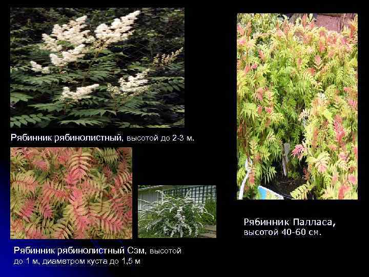 Рябинник рябинолистный, высотой до 2 -3 м Рябинник Палласа, высотой 40 -60 см. Рябинник