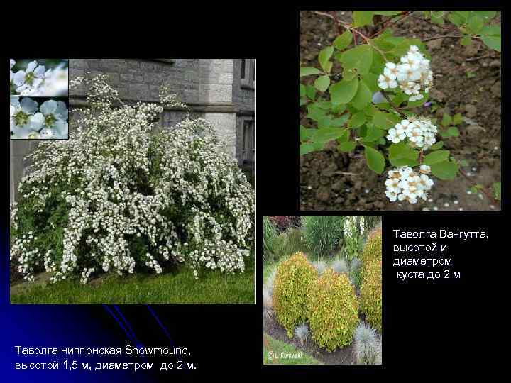 Таволга Вангутта, высотой и диаметром куста до 2 м Таволга ниппонская Snowmound, высотой 1,
