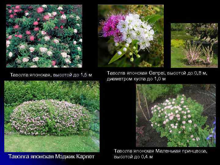  Таволга японская, высотой до 1, 5 м Таволга японская Мэджик Карпет Таволга японская