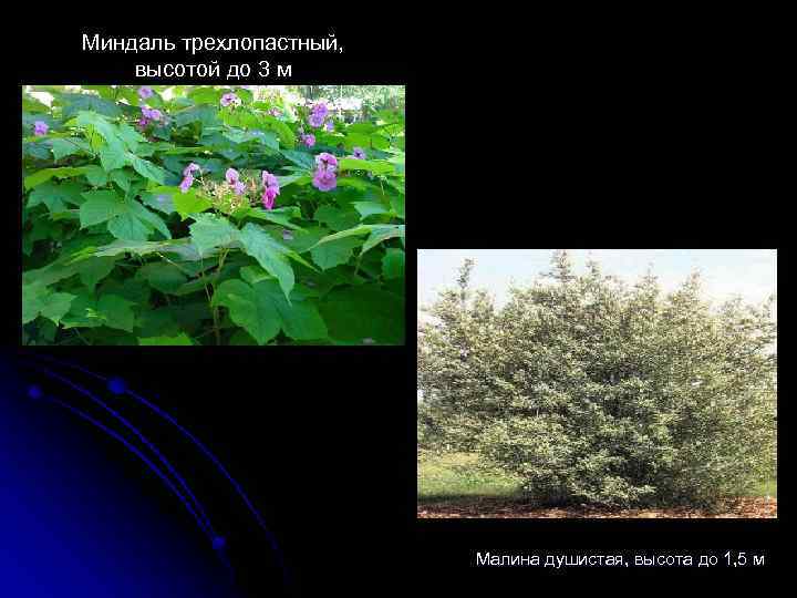 Миндаль трехлопастный, высотой до 3 м Малина душистая, высота до 1, 5 м 