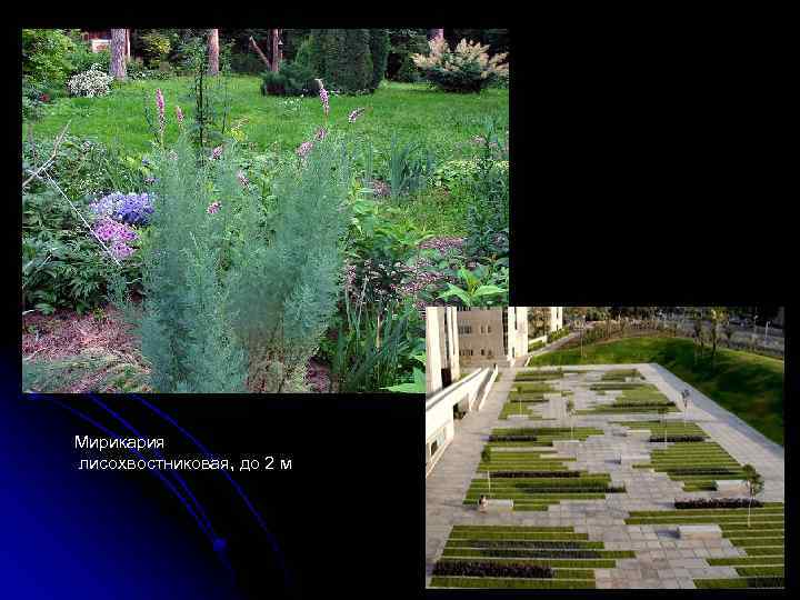 Мирикария лисохвостниковая, до 2 м 