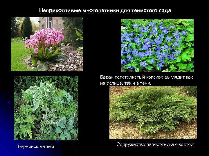 Неприхотливые многолетники для тенистого сада Астильба Бадан толстолистый красиво выглядит как на солнце, так