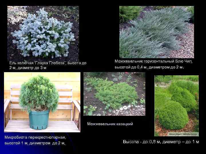 Ель колючая 'Глаука Глобоза‘, высота до 2 м, диаметр до 3 м Можжевельник горизонтальный