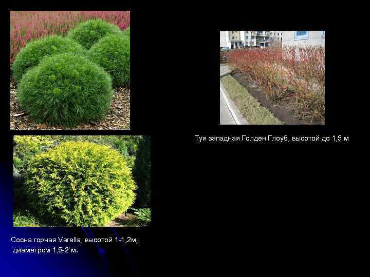 Туя западная Голден Глоуб, высотой до 1, 5 м Сосна горная Varella, высотой 1