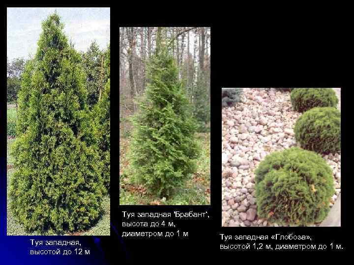 Туя западная, высотой до 12 м Туя западная 'Брабант‘, высота до 4 м, диаметром