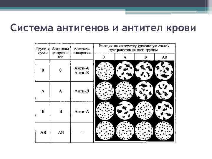 Система антигенов и антител крови 
