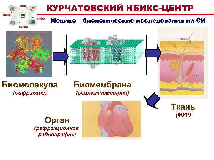 Биомолекула 12 методов в картинках