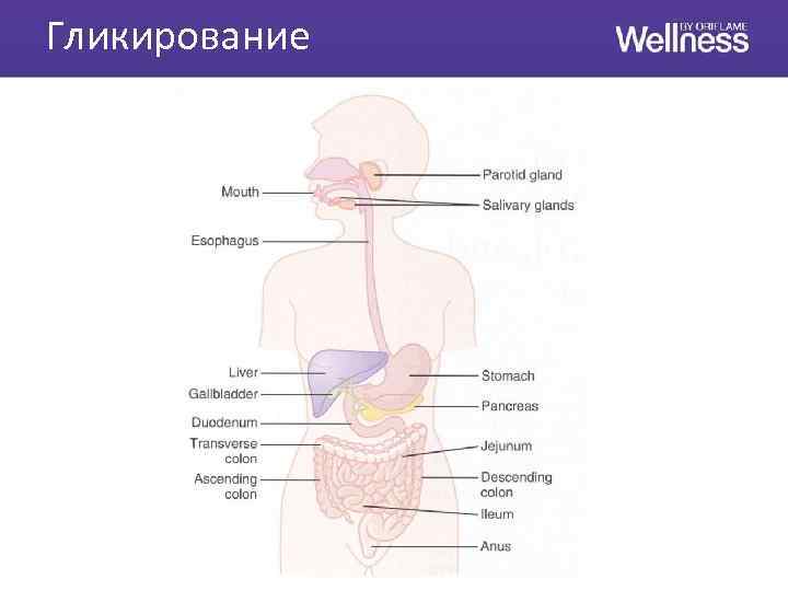 Гликирование 