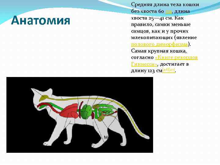 Анатомия Средняя длина тела кошки без хвоста 60 см, длина хвоста 25— 41 см.
