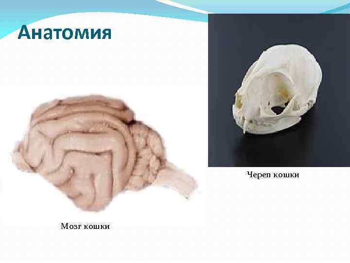 Анатомия Череп кошки Мозг кошки 