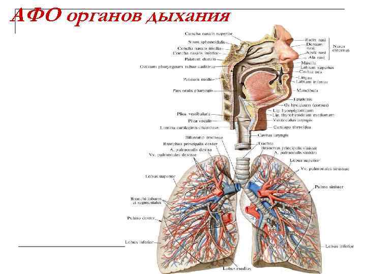 АФО органов дыхания 