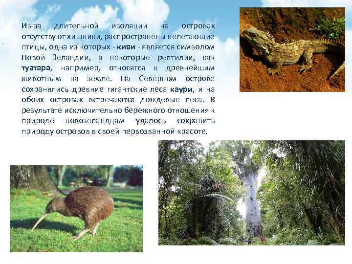 Из-за длительной изоляции на островах отсутствуют хищники, распространены нелетающие птицы, одна из которых -