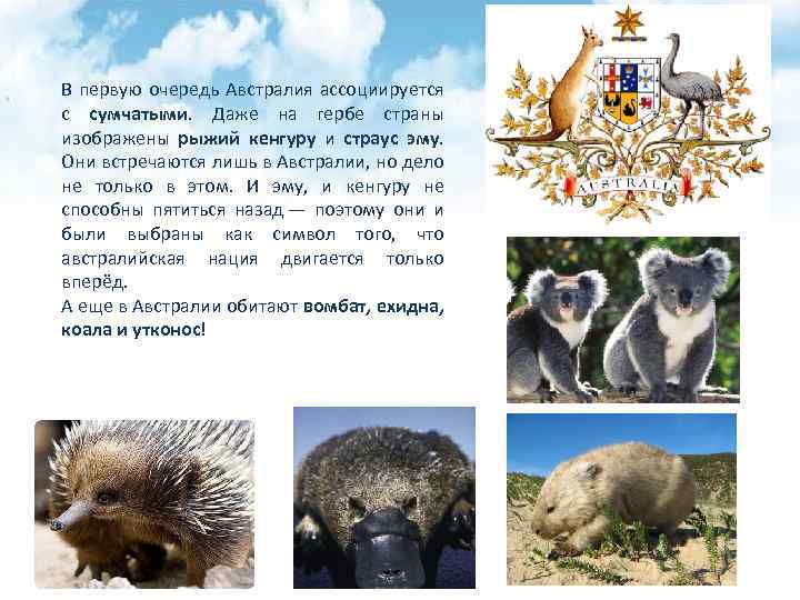 В первую очередь Австралия ассоциируется с сумчатыми. Даже на гербе страны изображены рыжий кенгуру