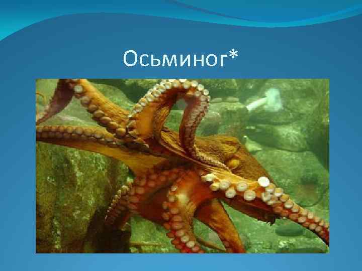 Осьминог* 