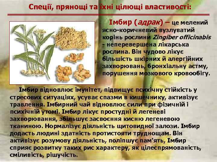 Спеції, прянощі та їхні цілющі властивості: Імбир (адрак) – це мелений ясно-коричневий вузлуватий корінь