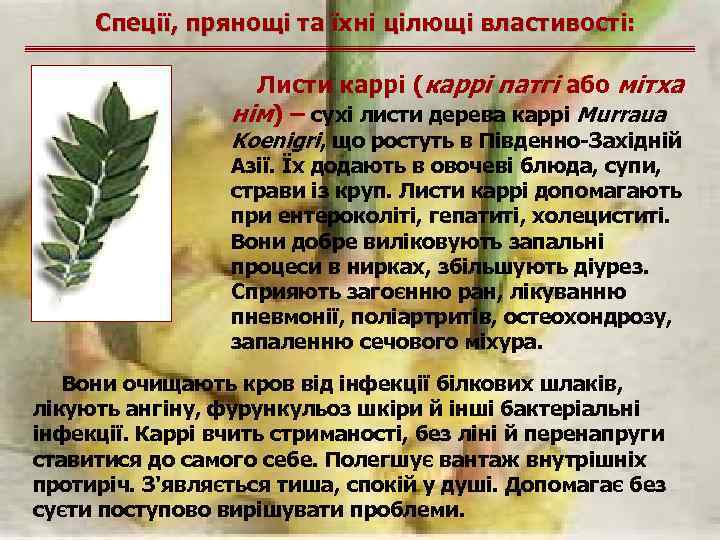Спеції, прянощі та їхні цілющі властивості: Листи каррі (каррі патгі або мітха нім) –