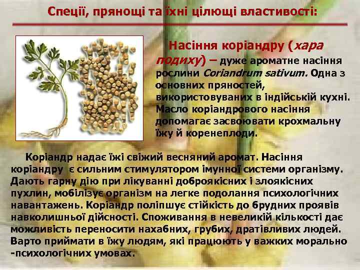 Спеції, прянощі та їхні цілющі властивості: Насіння коріандру (хара подиху) – дуже ароматне насіння