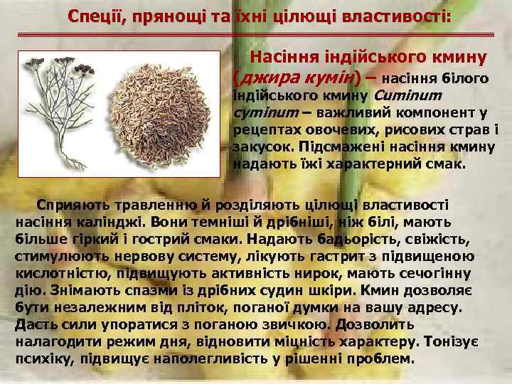 Спеції, прянощі та їхні цілющі властивості: Насіння індійського кмину (джира кумін) – насіння білого