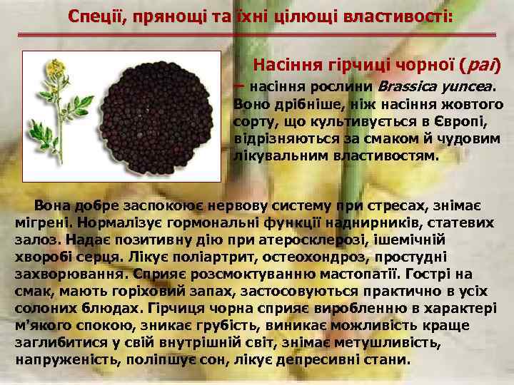 Спеції, прянощі та їхні цілющі властивості: Насіння гірчиці чорної (раі) – насіння рослини Brassica