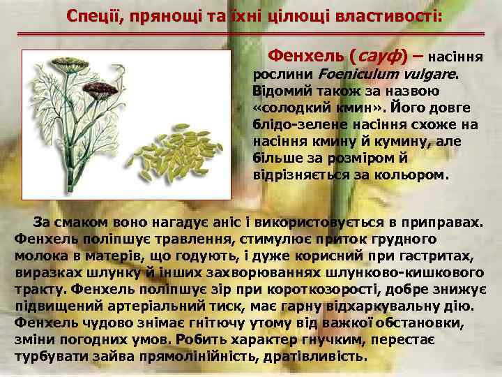 Спеції, прянощі та їхні цілющі властивості: Фенхель (сауф) – насіння рослини Foeniculum vulgare. Відомий