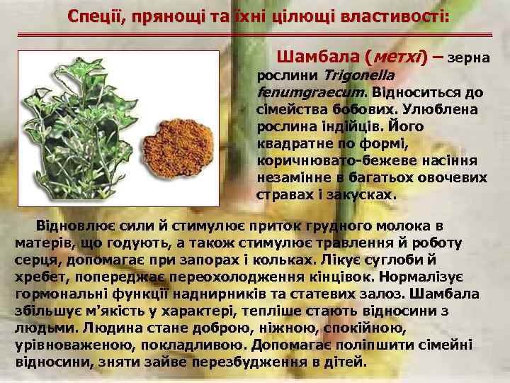 Спеції, прянощі та їхні цілющі властивості: Шамбала (метхі) – зерна рослини Trigonella fenumgraecum. Відноситься