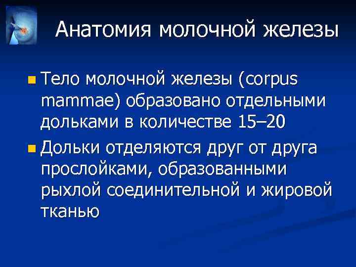 Анатомия молочной железы n Тело молочной железы (corpus mammae) образовано отдельными дольками в количестве